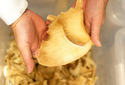 ふかひれ姿煮  150g×3【石渡商店】